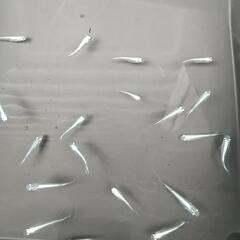 選別もれ幹之めだか  19匹の画像