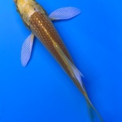 KOTOBUKI 水槽900セット、ヒレナガ錦鯉 、鯉