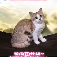 10/6(日)譲渡会。生後5ヵ月足長マンチカン♀(⋈◍＞◡＜◍)...
