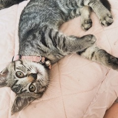 【至急里親募集】今月以内！メスの子猫ちゃん2匹