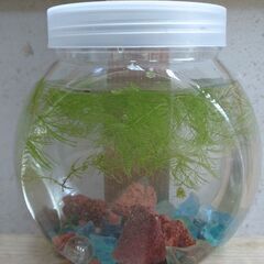 🌿🦐ミナミヌマエビ飼育セット🦐🌿