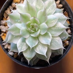 多肉植物マーガレットレッピン錦
