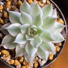 多肉植物マーガレットレッピン錦
