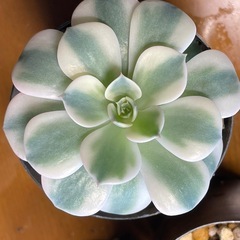 多肉植物ルノーディーン