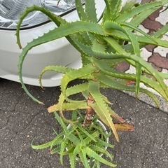 アロエ　清田区