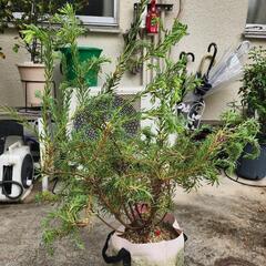   [保留中]オージープランツ リュウカデンドロン