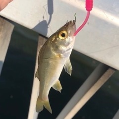 釣りしませんか？
