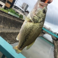 釣りしませんか？ - その他