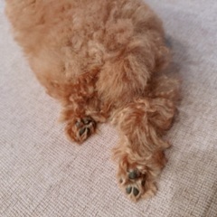 犬友募集🐶🐾