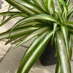 観葉植物：オリヅルラン
