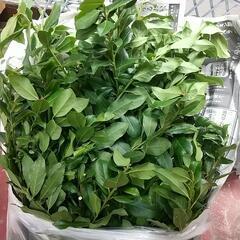 月桂樹の枝 ローリエ