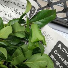 月桂樹の枝 ローリエの画像