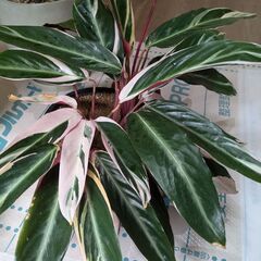 観葉植物
