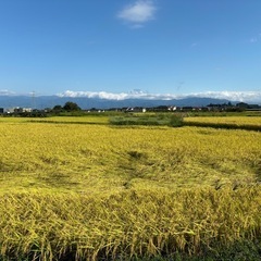 【限定数】令和6年産新米（コシヒカリ）10㎏