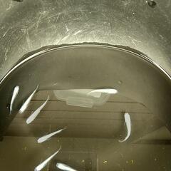 幹之めだか  10匹