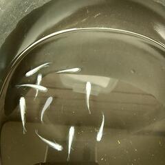 幹之めだか  10匹の画像