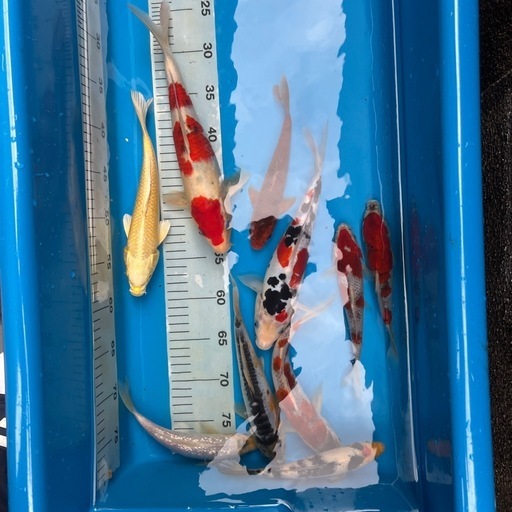 まとめ売り　錦鯉