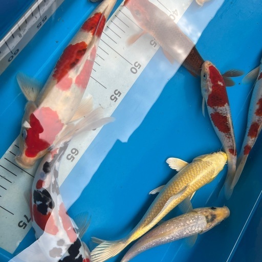 鯉のぼり 錦印 カネボウキャラコ緋鯉6m 徳永こいのぼり【鯉のぼり