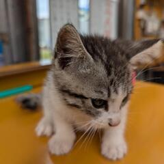 【子猫の里親募集！】