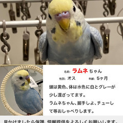 迷子のセキセイインコ探してます。