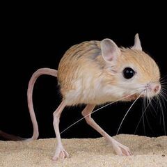 超絶かわいい！　各種トビネズミ（ジェルボア）　ペア　 - 町田市