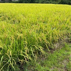 宮崎県西岳産　令和６年度新米