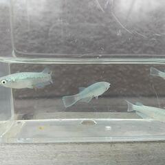 ❮お渡し者決定❯マリアージュキッシングワイドフィン  10匹