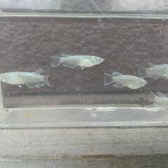 ❮お渡し者決定❯マリアージュキッシングワイドフィン  10匹の画像