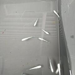 ❮お渡し者決定❯マリアージュキッシングワイドフィン  10匹の画像