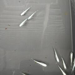 ❮お渡し者決定❯マリアージュキッシングワイドフィン  10匹の画像