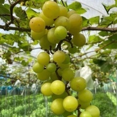 🍇安心院産シャインマスカット1キロ⑤