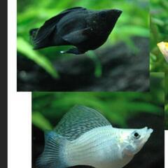 ダルメシアンモーリーの画像