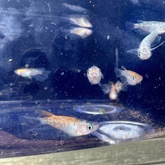 夜桜リアルロングフィン　メダカ　2ペアの画像