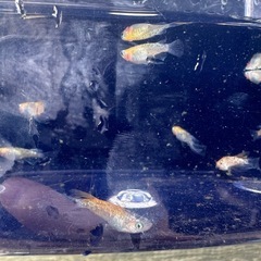 夜桜リアルロングフィン　メダカ　2ペアの画像