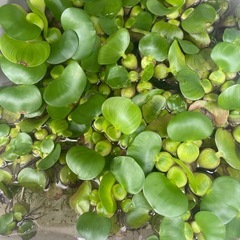 姫ホテイアオイ②の画像