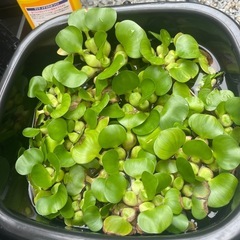 姫ホテイアオイ②の画像