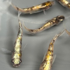 花魁　オス1メス6❓鑑賞用に‼️