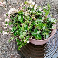 ハツユキカズラ の画像