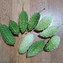 ミニゴーヤセット　無農薬　ゴーヤ　採れたて　ゴーヤセット　サラダ...
