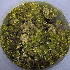 アンブリア　キクモ　水草