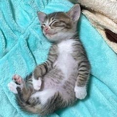 食いしん坊の子猫