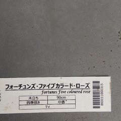 ✨🌹💖フォーチュンズ・ファイブカラー・ローズ(スミズ・パリシュ) 💖🌹✨オールドローズ ・ガーデニング・園芸・バラ・薔薇・ばら・バラ苗・ばら苗・苗・花・植物の画像