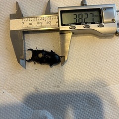 天然オオクワガタ