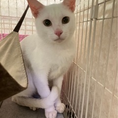 【決まりました】しろ猫　男の子　里親募集!!