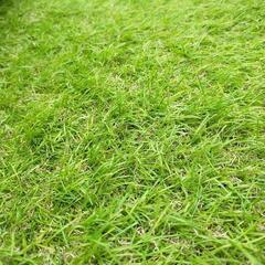 人工芝　ロール　2m×10mの画像