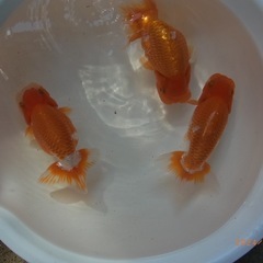 取引中【値下げ2500円→1500円】金魚　蘭鋳　らんちゅう　1...