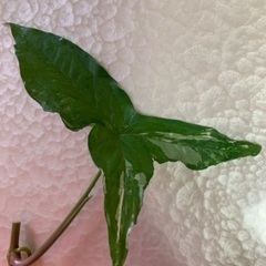 希少 斑入り 観葉植物の画像