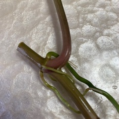 希少 斑入り 観葉植物の画像