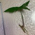 ランキングキーワードに紐づく投稿画像-観葉植物