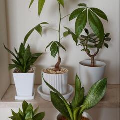観葉植物